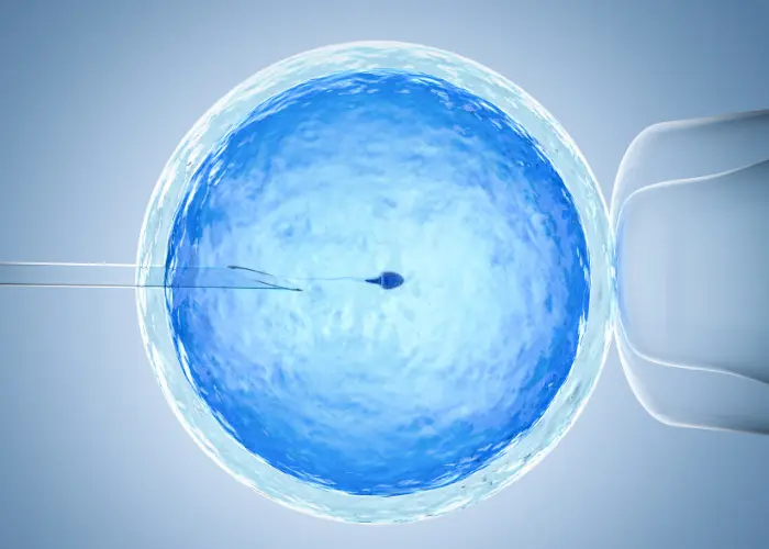 In vitro fertilization (IVF)