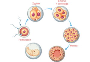 Blastocyst culture and transfer