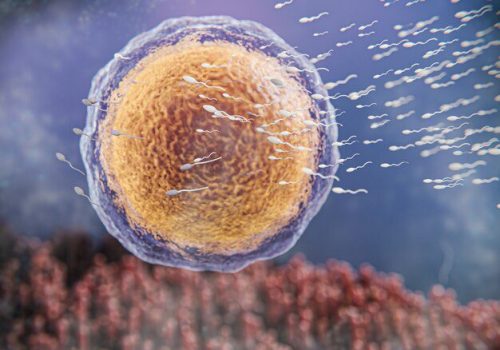 Blastocyst culture and transfer